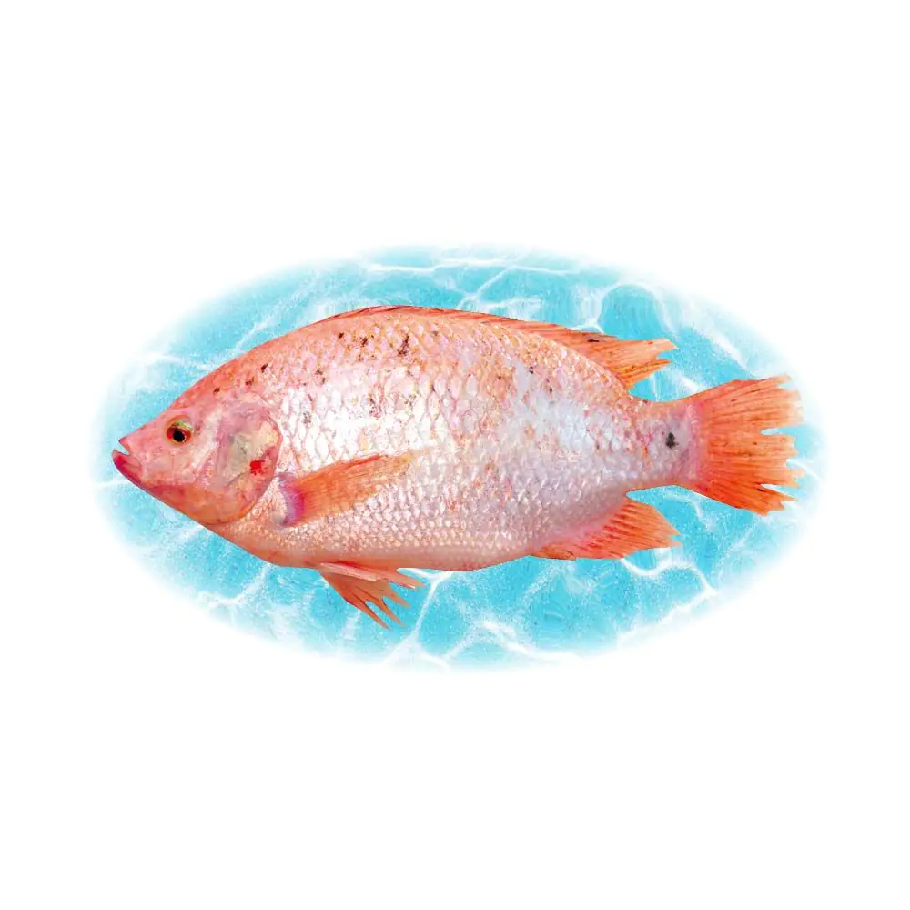 Lựa chọn cá diêu hồng tươi sống là bước quan trọng nhất để món ăn đạt chất lượng