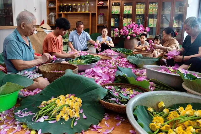 Nghệ thuật ướp trà sen thủ công đòi hỏi sự tỉ mỉ và tâm huyết của người nghệ nhân