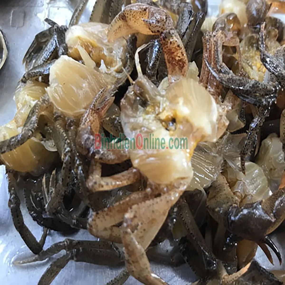 5b1200x1200-cr5dcua-dong-xay-24 Chọn cua đồng tươi sống là bước quan trọng nhất trong cách làm bánh đa cua chuẩn vị quê