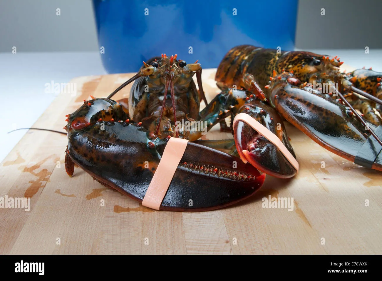 fresh-live-lobster-on-a-wooden-cutting-board-in-a-home-kitchen-ready-e78wxk Nguyên liệu tôm hùm Alaska tươi sống chứa hàm lượng dinh dưỡng vượt trội cho sức khỏe