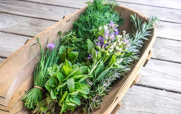 Sự đa dạng của các loại thảo mộc tươi là yếu tố then chốt tạo nên hương vị đặc trưng của món Việt