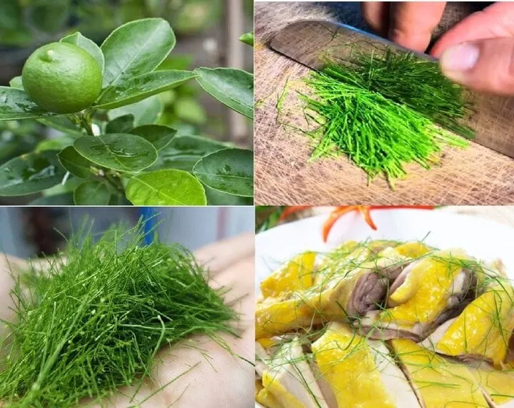 Lá chanh chiên đúng cách sẽ giữ được màu xanh và hương thơm đặc trưng