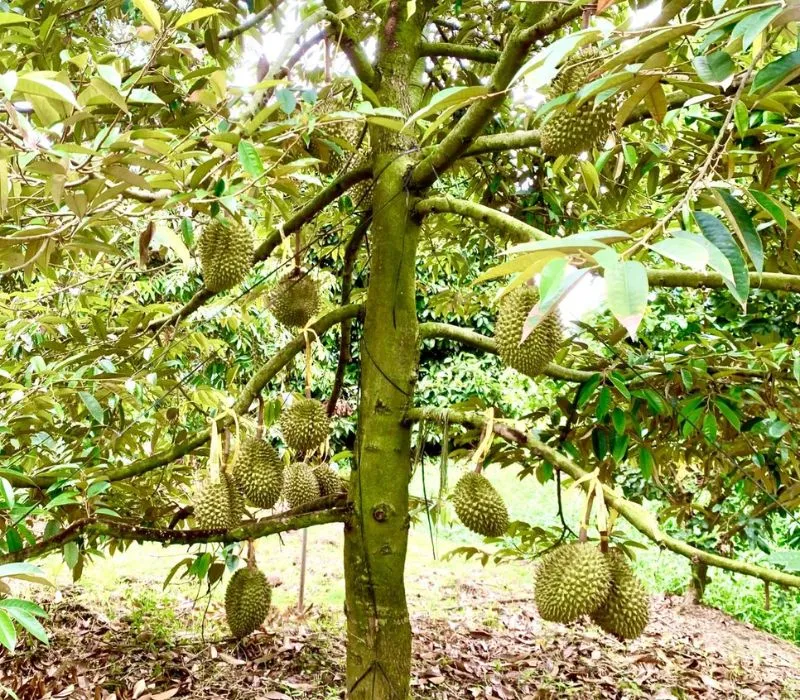 Mùa hè là thời điểm bùng nổ của các loại trái cây đặc sản như sầu riêng và măng cụt